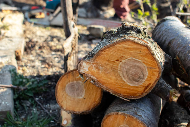 How Our Tree Care Process Works  in  Cass City, MI